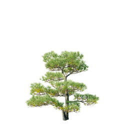 Pinus nigra ssp nigra B spring summer