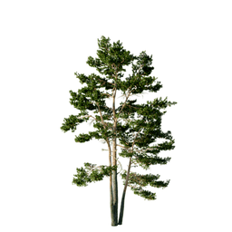 Pinus sylvestris F spring summer