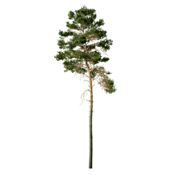 Pinus sylvestris O spring summer