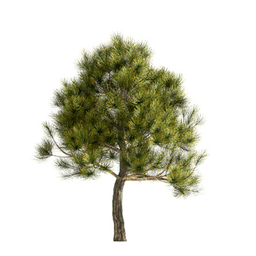 Pinus uncinata B spring summer