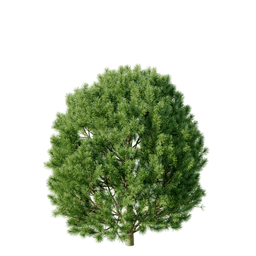 Pinus uncinata D spring summer