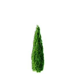 Thuja occidentalis cv Smaragd B spring summer