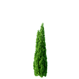 Thuja occidentalis cv Smaragd D spring summer