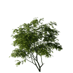 Acer ginnala B spring summer