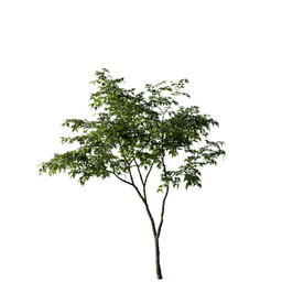 Acer ginnala D spring summer