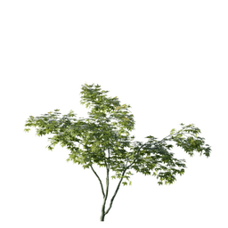 Acer palmatum B spring summer