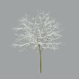 Acer platanoides A winter