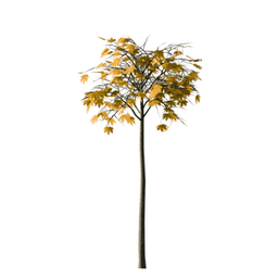 Acer pseudoplatanus A autumn