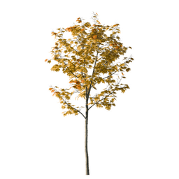 Acer saccharum M autumn