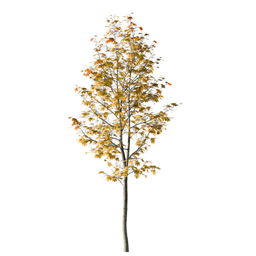 Acer saccharum P autumn