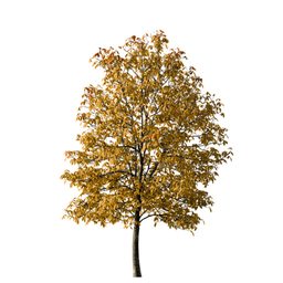 Aesculus hippocastanum D autumn