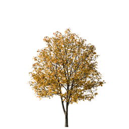 Aesculus hippocastanum E autumn