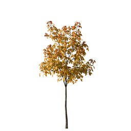 Aesculus hippocastanum F autumn