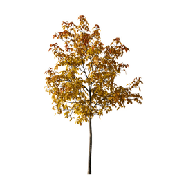 Aesculus hippocastanum I autumn