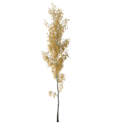 Betula pendula A autumn