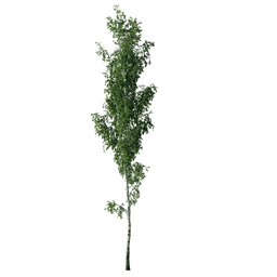 Betula pendula A spring summer