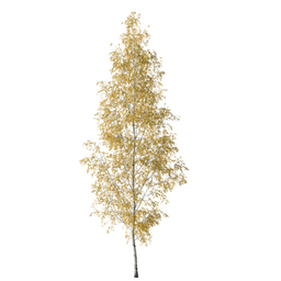 Betula pendula B autumn