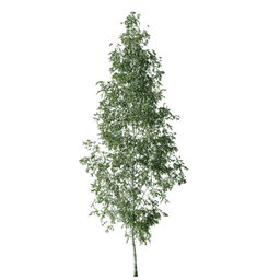 Betula pendula B spring summer