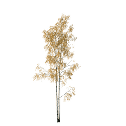 Betula pendula C autumn