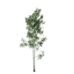 Betula pendula C spring summer