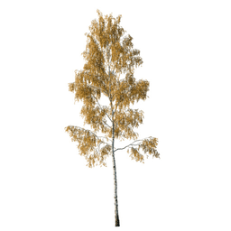 Betula pendula D autumn