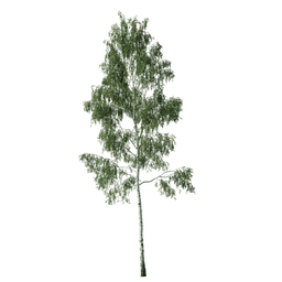 Betula pendula D spring summer