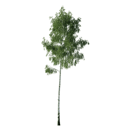 Betula pendula E spring summer