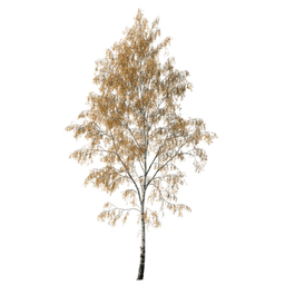 Betula pendula F autumn