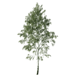 Betula pendula F spring summer