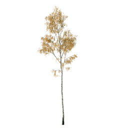 Betula pendula G autumn