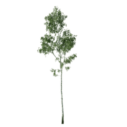 Betula pendula G spring summer