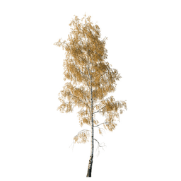 Betula pendula H autumn