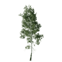 Betula pendula H spring summer