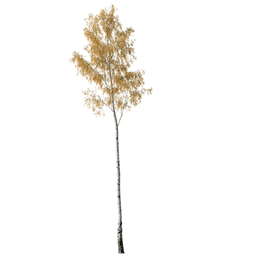 Betula pendula I autumn