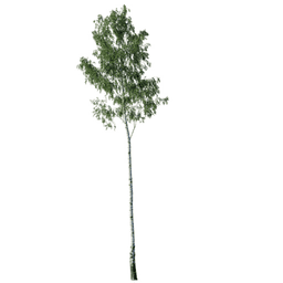 Betula pendula I spring summer