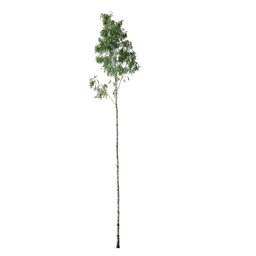 Betula pendula K spring summer