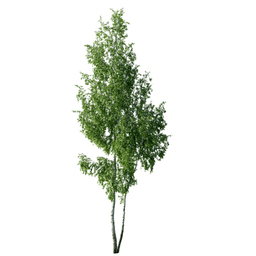 Betula pendula L spring summer