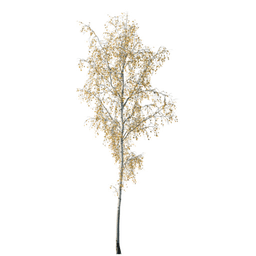 Betula pendula M autumn