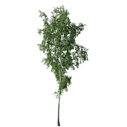 Betula pendula M spring summer