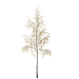 Betula pendula N autumn