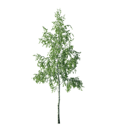 Betula pendula N spring summer