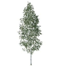 Betula pendula O spring summer