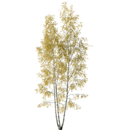 Betula pendula Q autumn