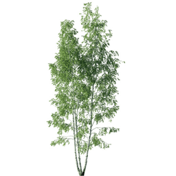 Betula pendula Q spring summer