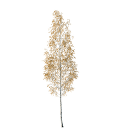 Betula pendula R autumn