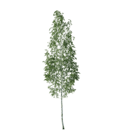 Betula pendula R spring summer