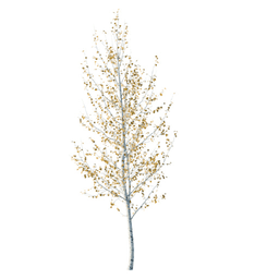 Betula pendula S autumn