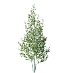 Betula pendula V spring summer