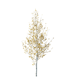 Betula pendula W autumn