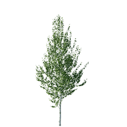 Betula pendula W spring summer